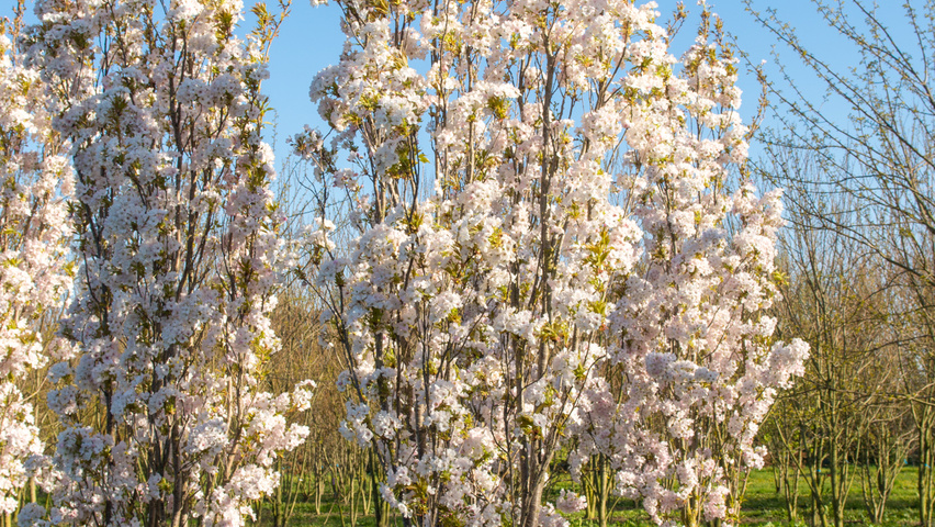 Prunus serrulata 'Amanogawa' meerstammig