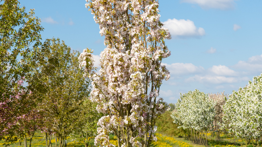 Prunus serrulata 'Amanogawa' meerstammig