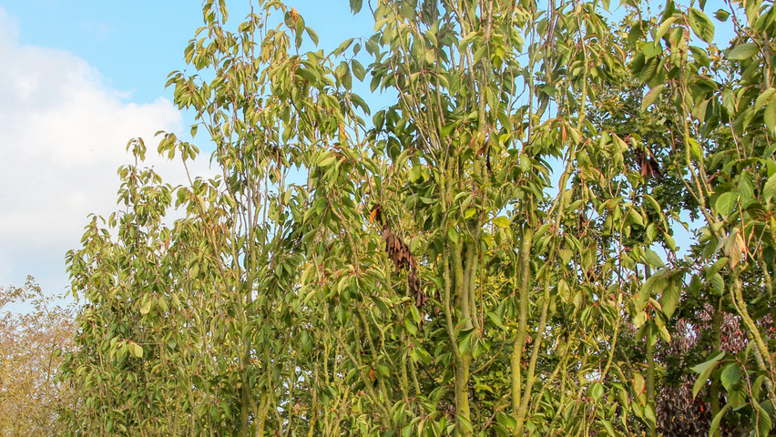 Prunus serrulata 'Amanogawa' meerstammig