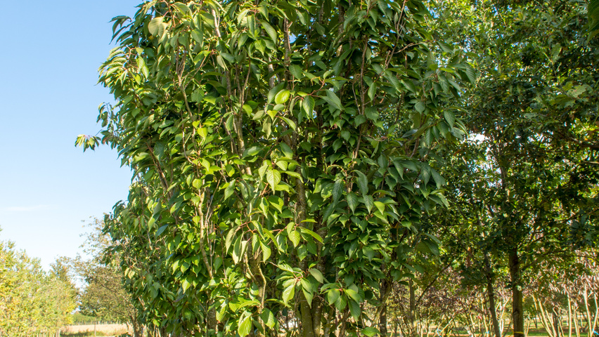 Prunus serrulata 'Amanogawa' meerstammig