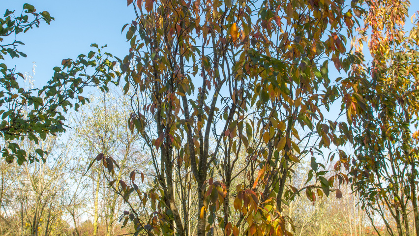 Prunus serrulata 'Amanogawa' meerstammig