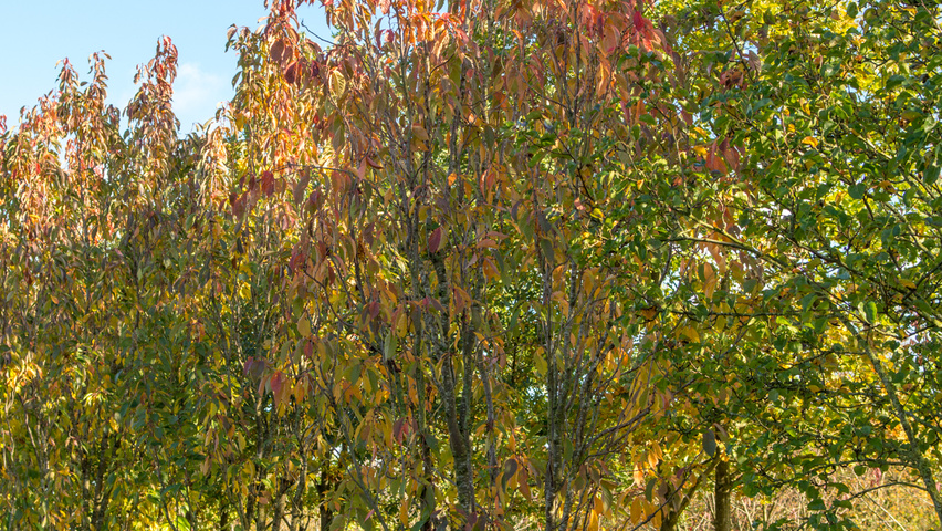 Prunus serrulata 'Amanogawa' meerstammig