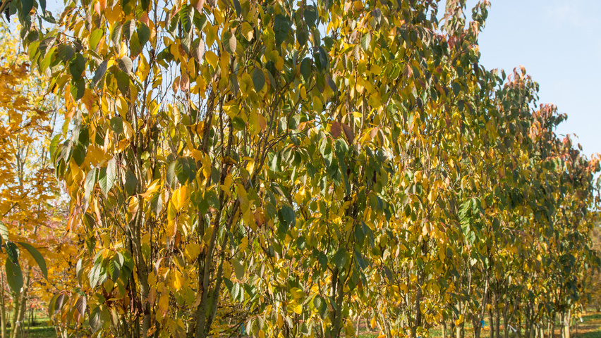 Prunus serrulata 'Amanogawa' meerstammig