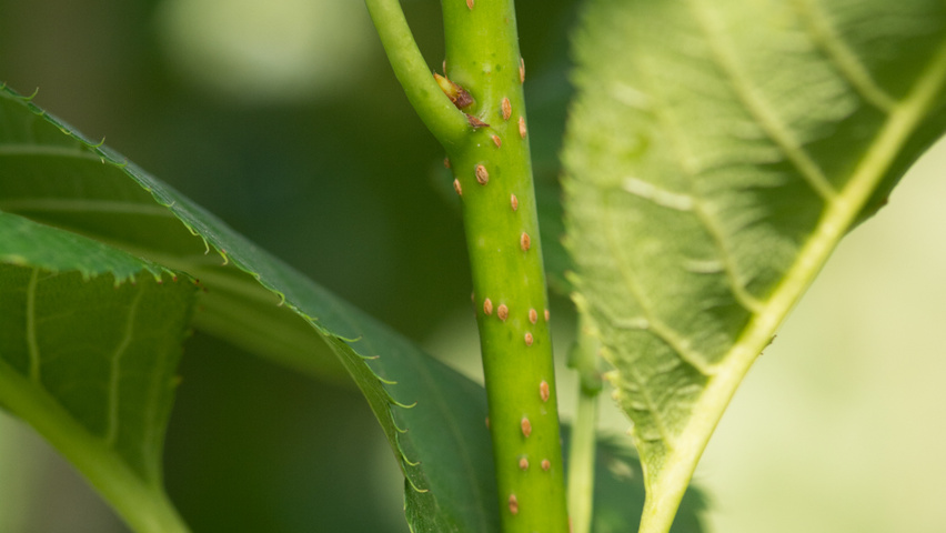 Prunus serrulata 'Amanogawa' twijgen