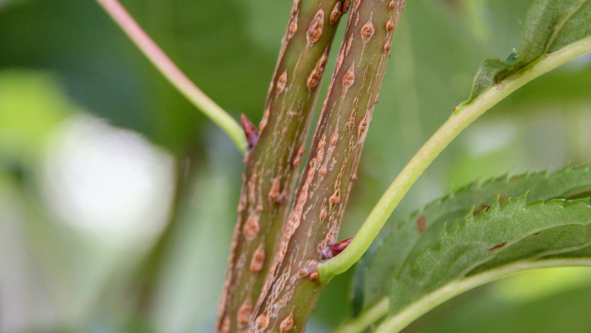 Prunus serrulata 'Amanogawa' twijgen