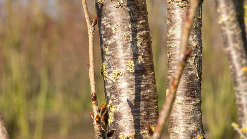 Prunus serrulata 'Amanogawa' twijgen