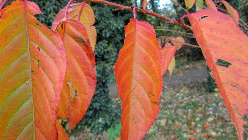 Prunus serrulata 'Fugenzo' herfstblad