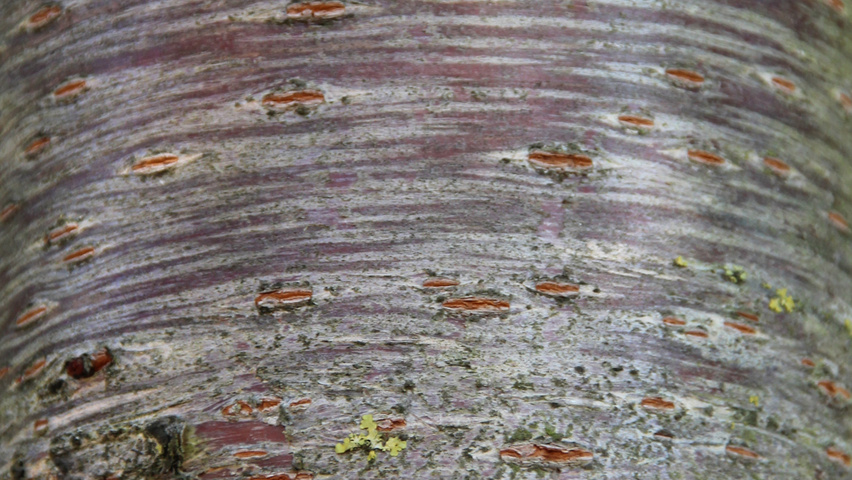 Prunus serrulata 'Fugenzo' bast