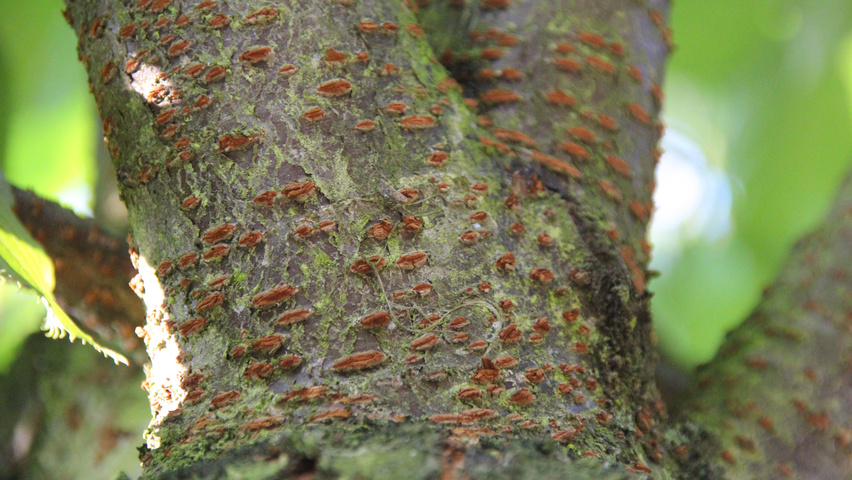 Prunus serrulata 'Fugenzo' bast