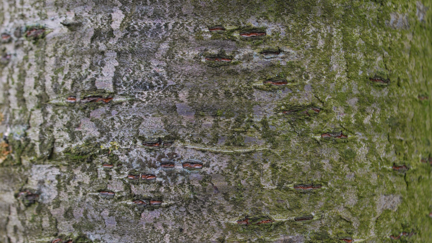 Prunus serrulata 'Fugenzo' bast