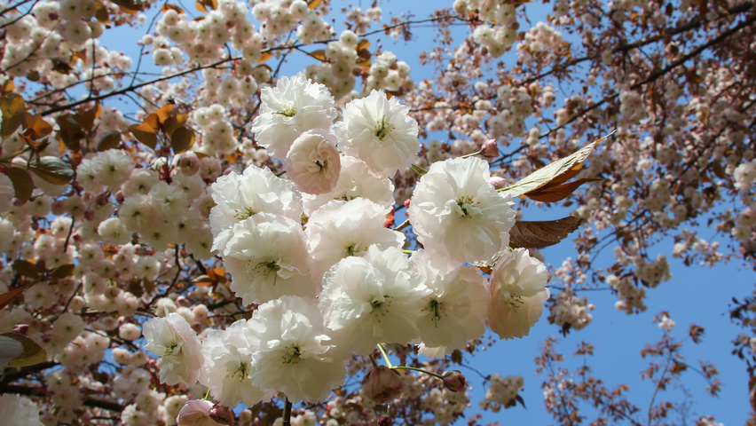 Prunus serrulata 'Fugenzo' bloem