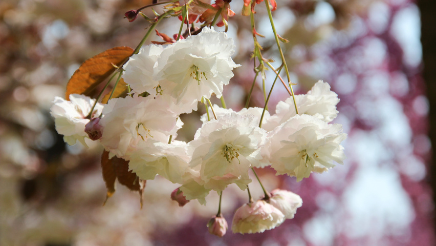 Prunus serrulata 'Fugenzo' bloem
