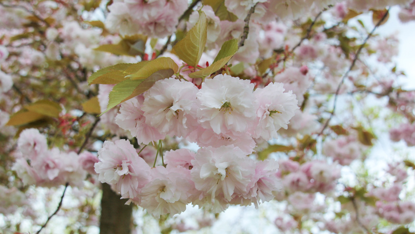 Prunus serrulata 'Fugenzo' bloem