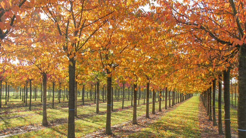 Prunus serrulata 'Fugenzo' hoogstam