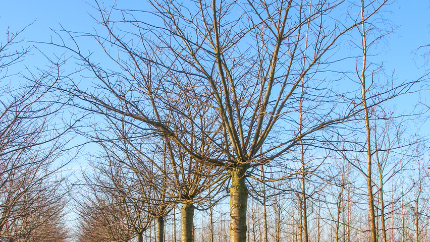 Prunus serrulata 'Fugenzo' hoogstam
