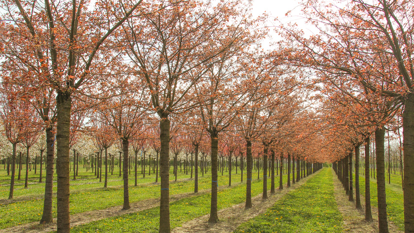 Prunus serrulata 'Fugenzo' hoogstam