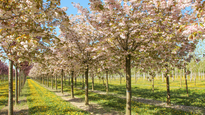 Prunus serrulata 'Fugenzo' hoogstam