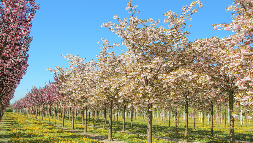 Prunus serrulata 'Fugenzo' hoogstam