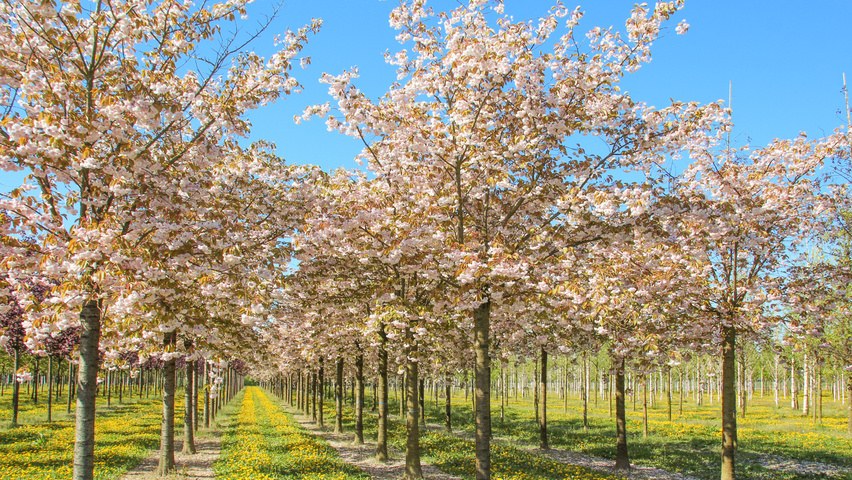 Prunus serrulata 'Fugenzo' hoogstam