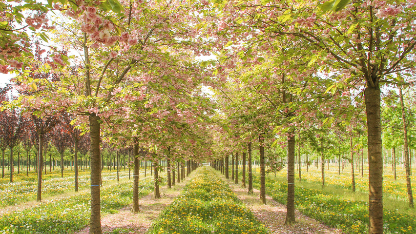 Prunus serrulata 'Fugenzo' hoogstam