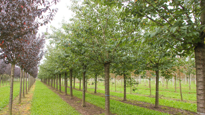 Prunus serrulata 'Fugenzo' hoogstam
