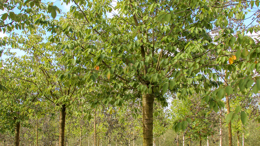 Prunus serrulata 'Fugenzo' hoogstam