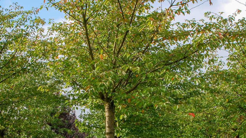 Prunus serrulata 'Fugenzo' hoogstam
