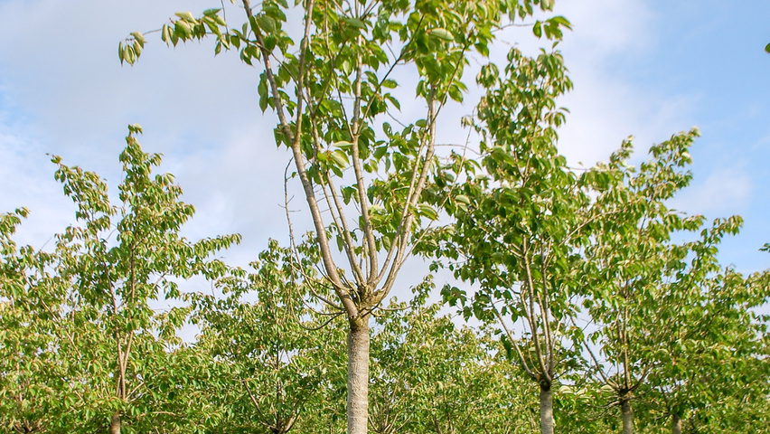 Prunus serrulata 'Fugenzo' hoogstam