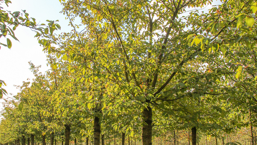 Prunus serrulata 'Fugenzo' hoogstam