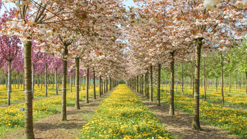 Prunus serrulata 'Fugenzo' hoogstam
