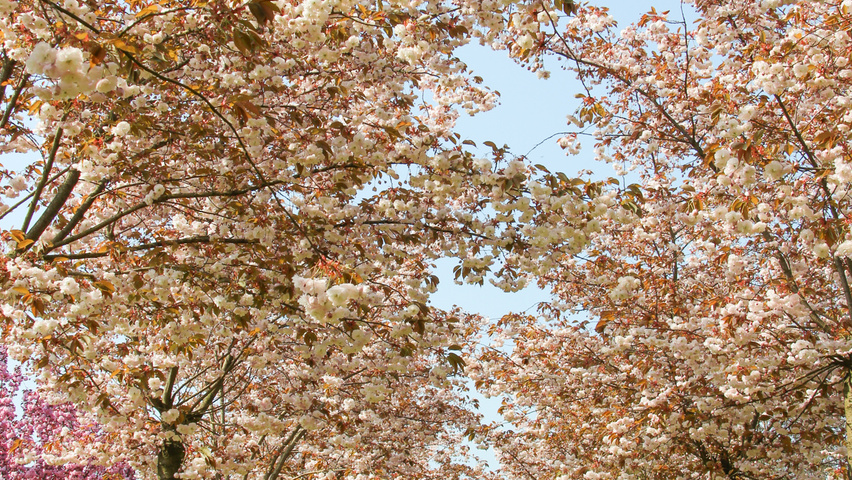 Prunus serrulata 'Fugenzo' hoogstam