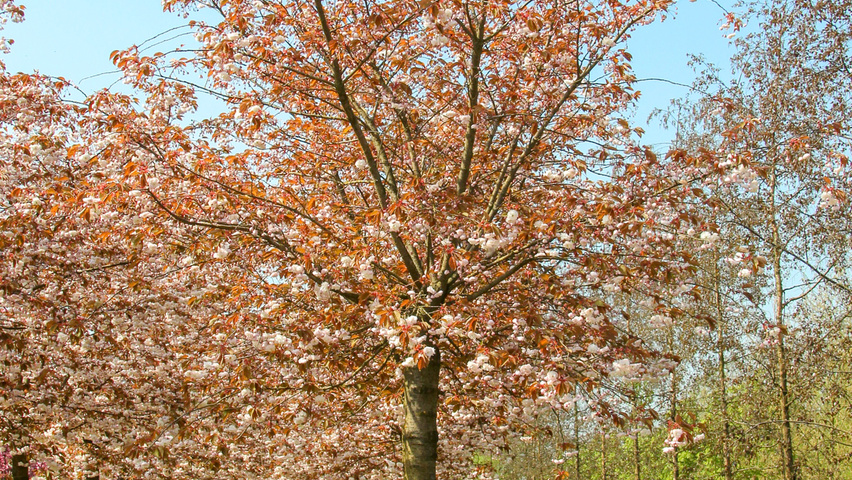 Prunus serrulata 'Fugenzo' hoogstam