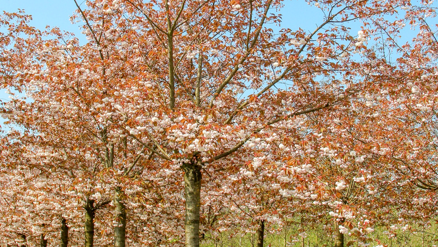 Prunus serrulata 'Fugenzo' hoogstam