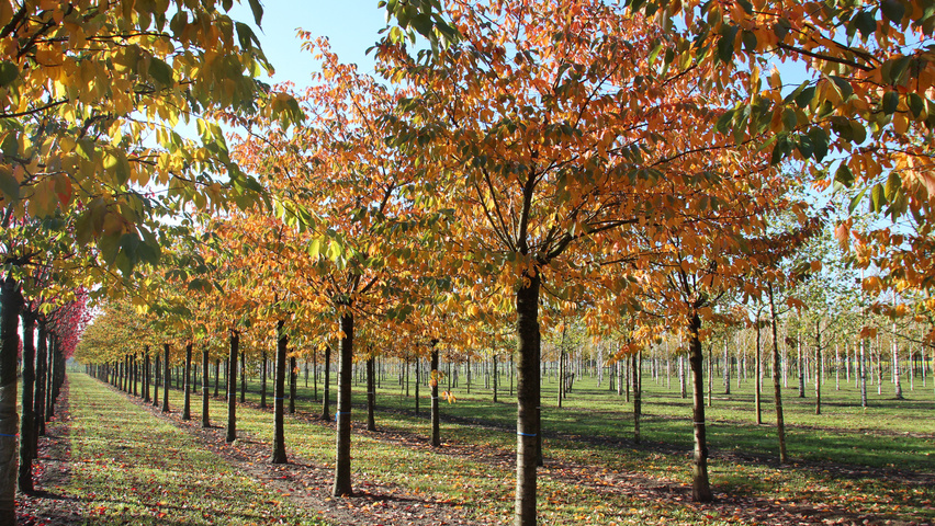 Prunus serrulata 'Fugenzo' hoogstam