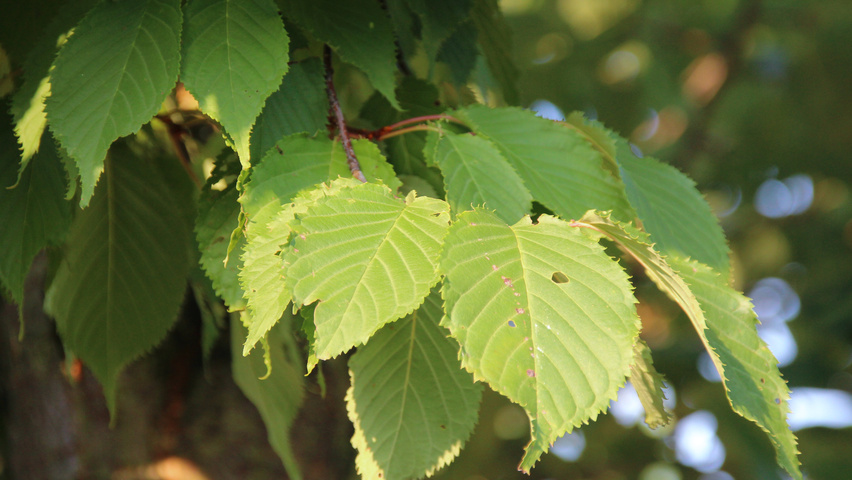 Prunus serrulata 'Fugenzo' blad