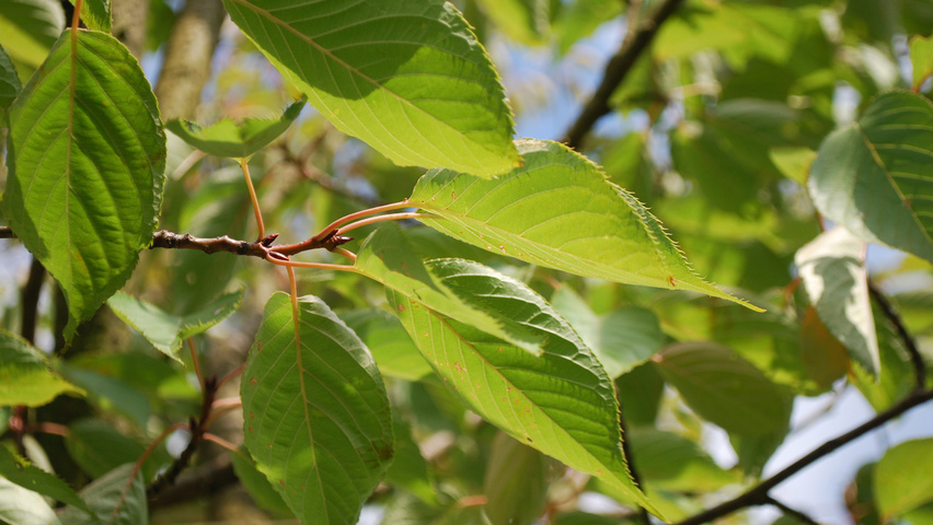 Prunus serrulata 'Fugenzo' blad