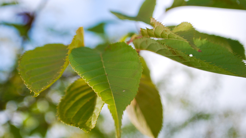 Prunus serrulata 'Fugenzo' blad