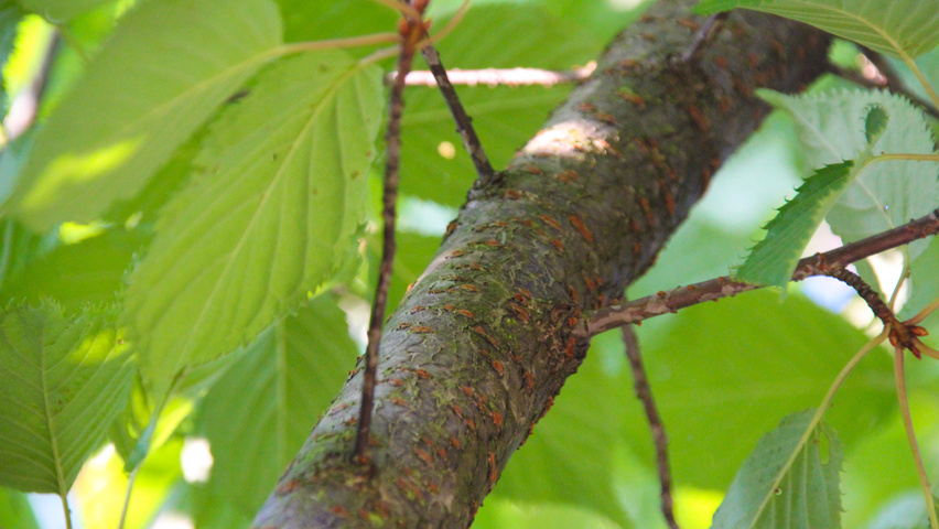 Prunus serrulata 'Fugenzo' twijgen