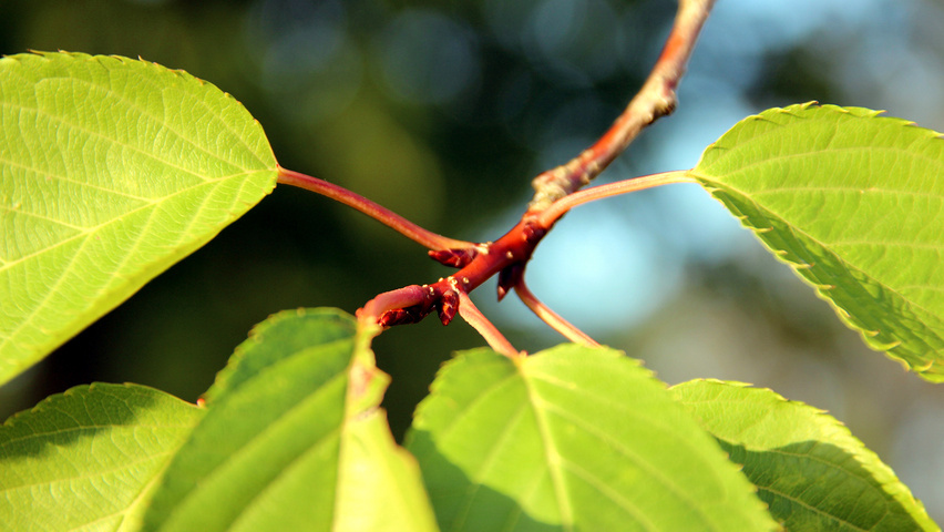 Prunus serrulata 'Fugenzo' twijgen