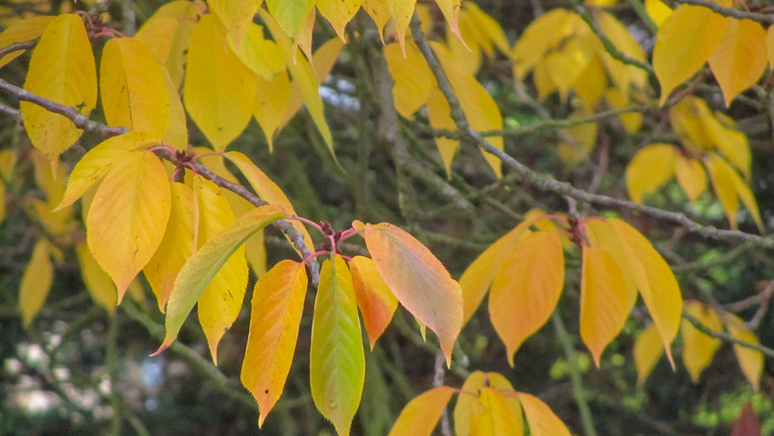 Prunus serrulata 'Kanzan' осенняя  листьев