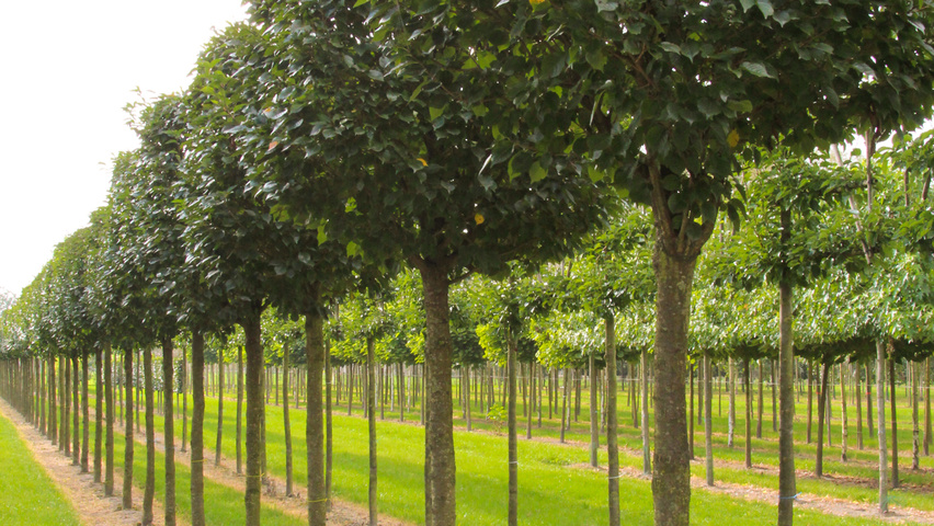 Prunus serrulata 'Kanzan' блок