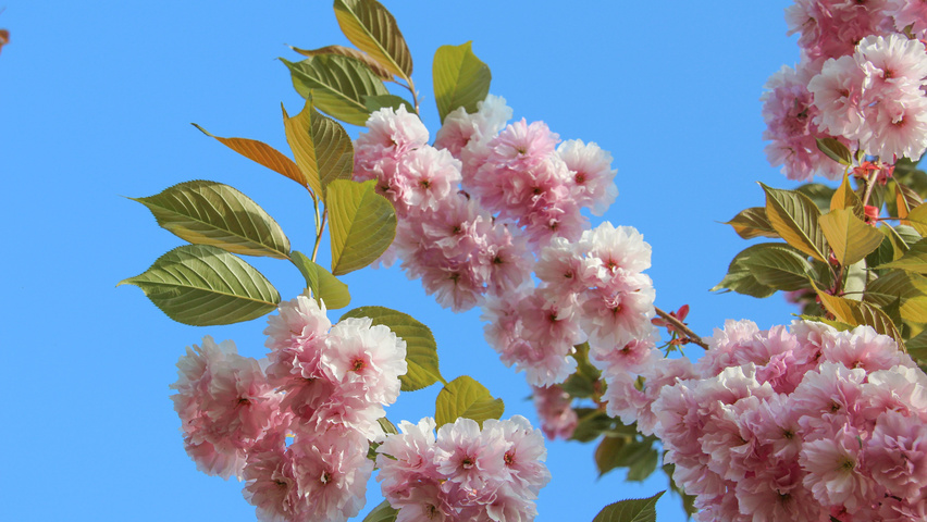 Prunus serrulata 'Kanzan' цветки