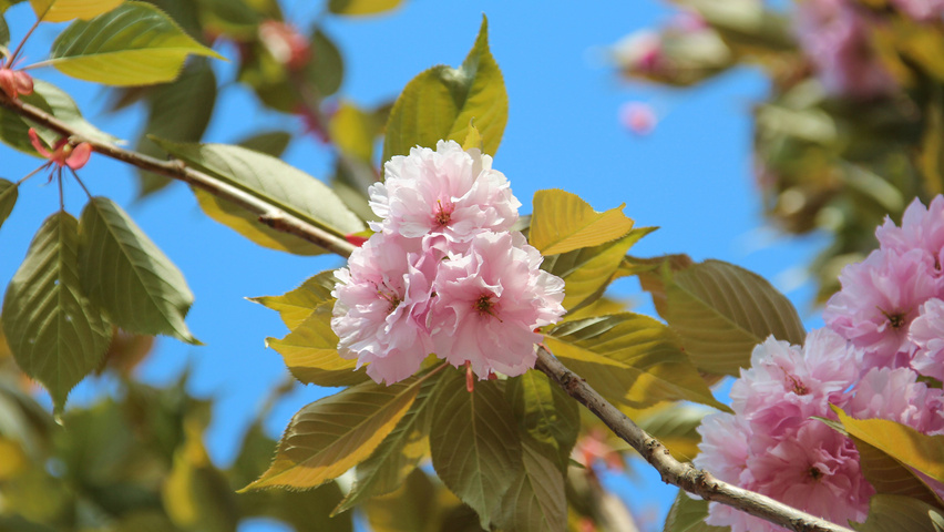 Prunus serrulata 'Kanzan' цветки
