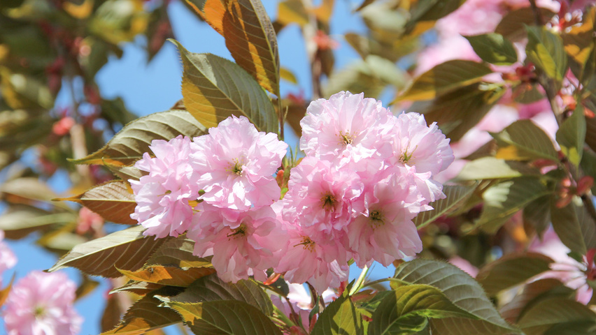 Prunus serrulata 'Kanzan' цветки