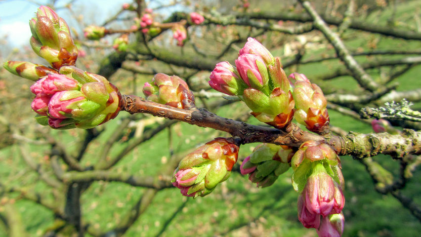 Prunus serrulata 'Kanzan' цветки