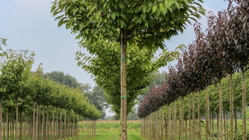 Prunus serrulata 'Kanzan' Деревья с высоким стволом (стандарт)