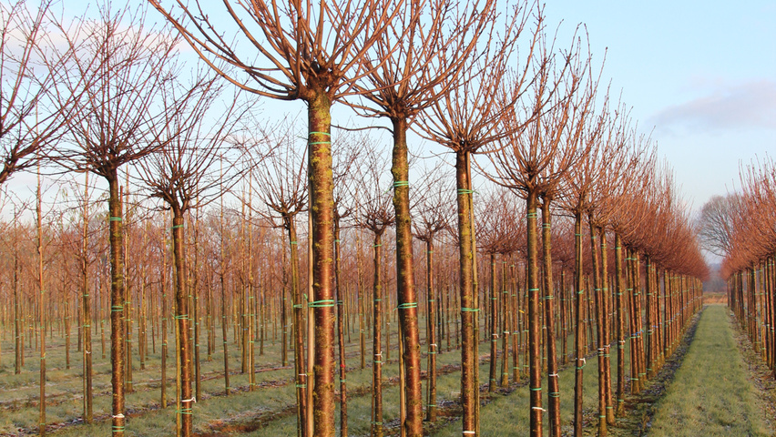 Prunus serrulata 'Kanzan' Деревья с высоким стволом (стандарт)