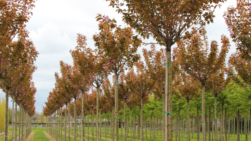 Prunus serrulata 'Kanzan' Деревья с высоким стволом (стандарт)