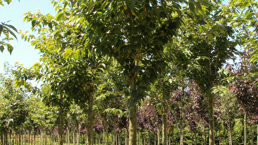 Prunus serrulata 'Kanzan' Деревья с высоким стволом (стандарт)