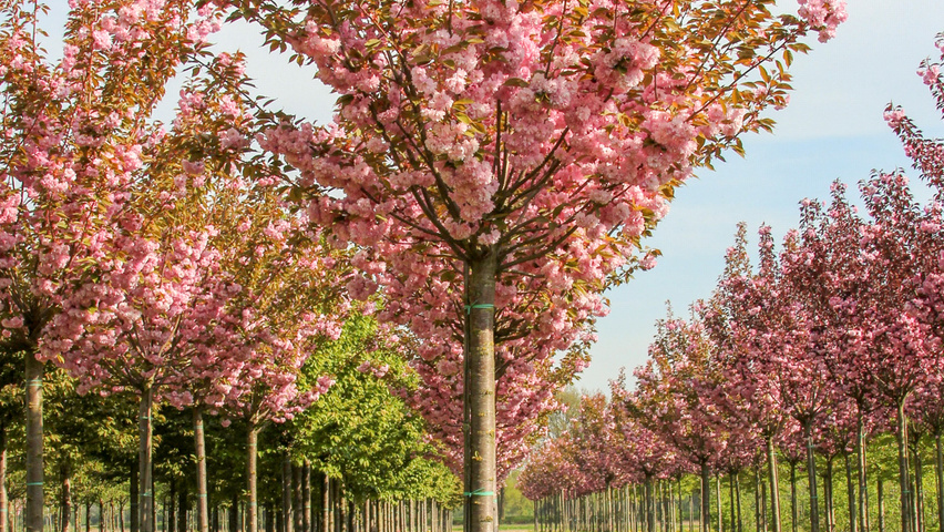 Prunus serrulata 'Kanzan' Деревья с высоким стволом (стандарт)
